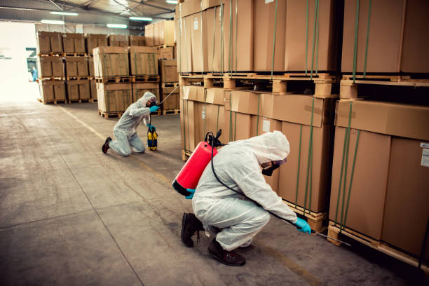 Wasp Removal Services in Rialto, CA