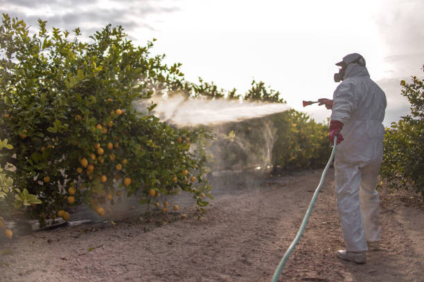 Best Ant Control Services  in Rialto, CA