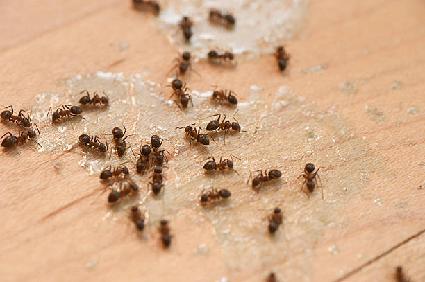 Best Commercial Pest Control Services  in Rialto, CA