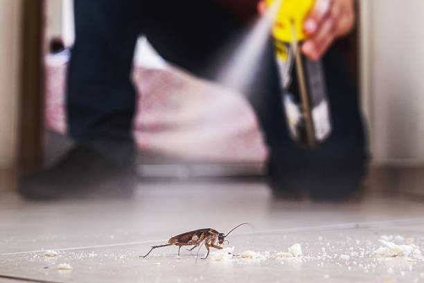 Best Termite Control Services  in Rialto, CA