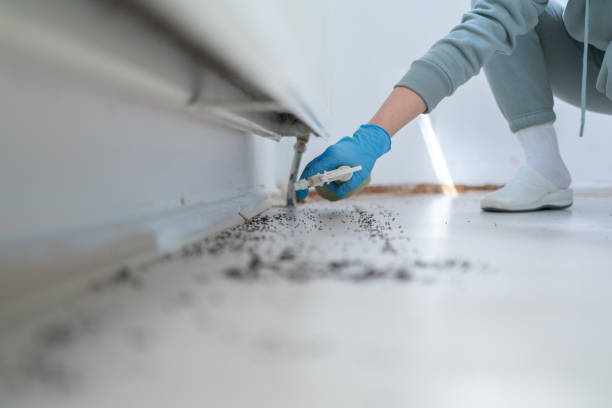 Best Rodent Control Near Me  in Rialto, CA